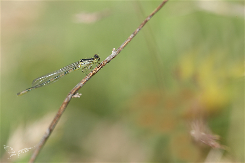 Coenagrion scitulum ♂ immat.jpg