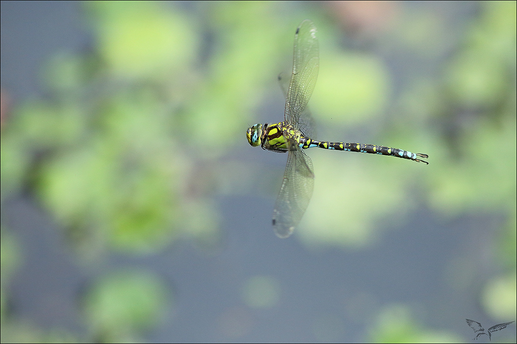 Aeshna cyanea ♂.jpg