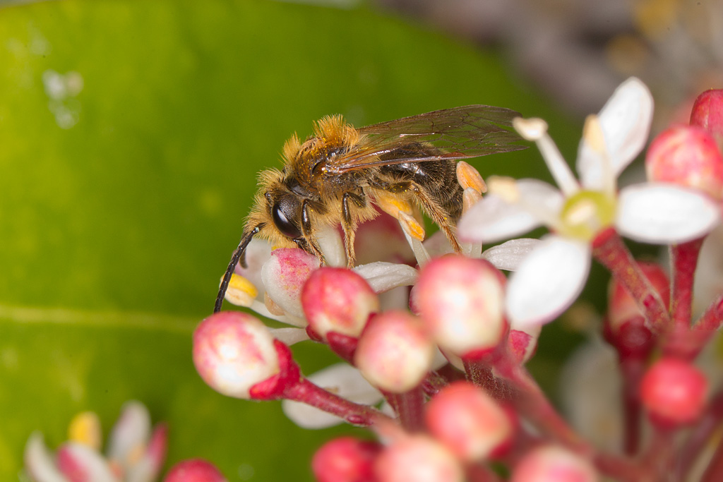 Andrena sp 7 -1.jpg