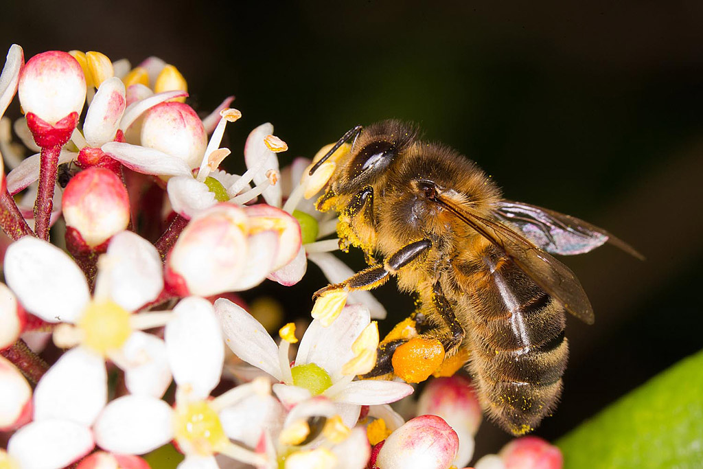 Apis mellifera 4.jpg