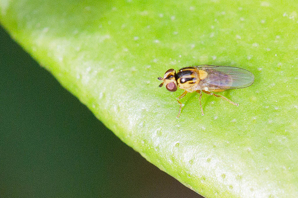 Chloropide Thaumatomyia notata 2.jpg