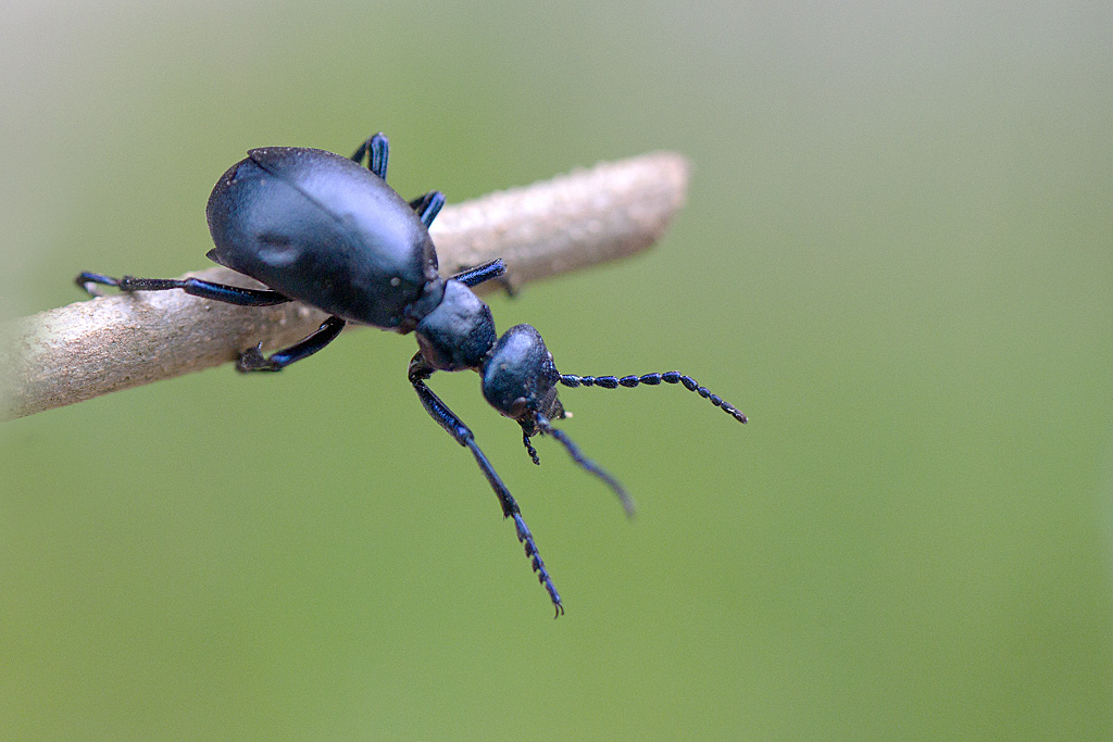 Meloe violaceus femelle 8.jpg