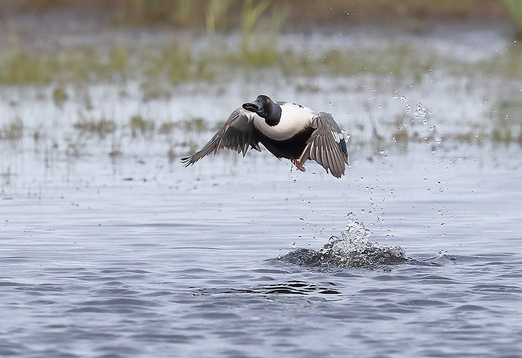 canard souchet 3.JPG