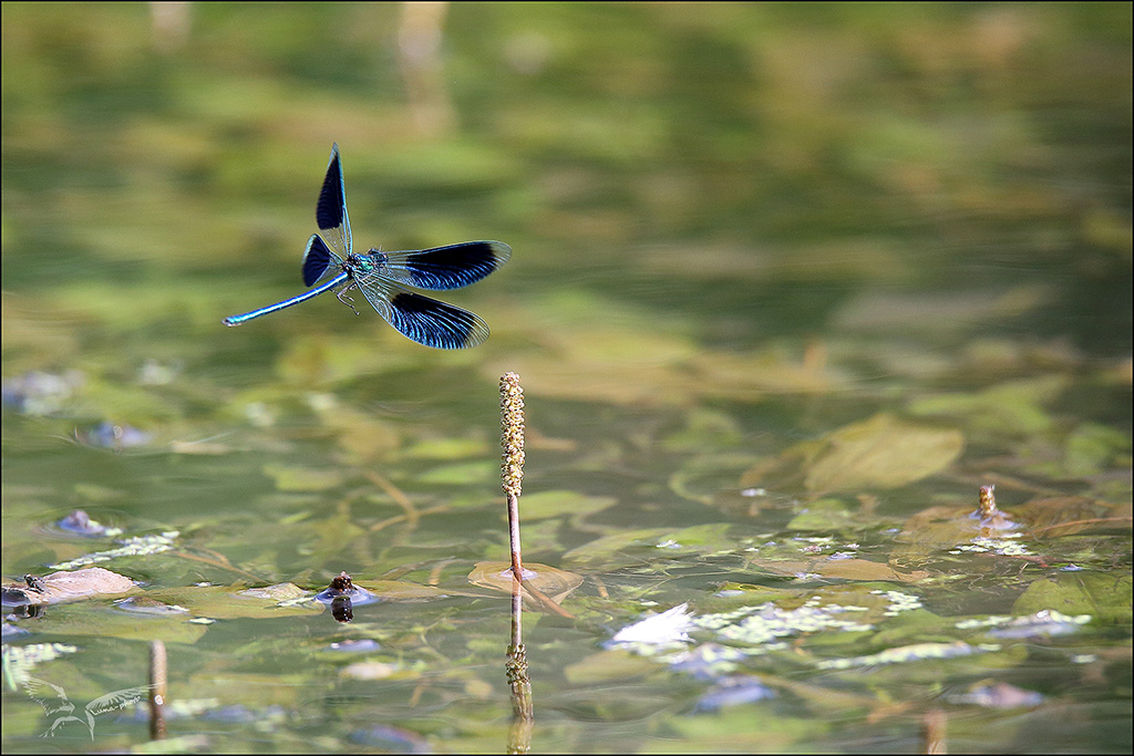 Calpteryx splendens ♂vol.jpg