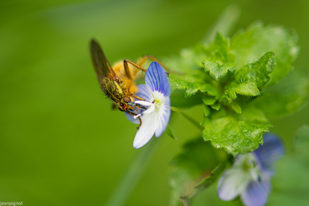 mouche scatophage (2).JPG