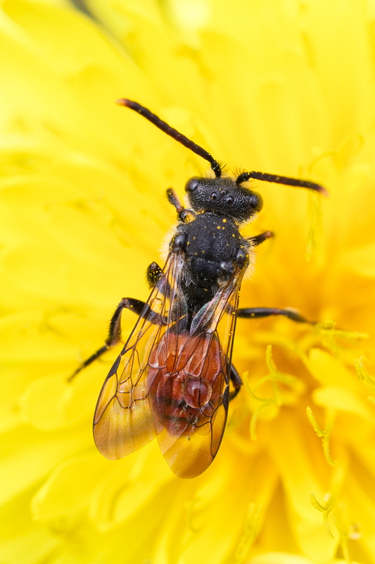 Nomada fabriciana22.jpg