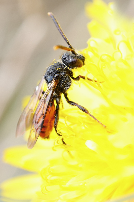 Nomada fabriciana8.jpg