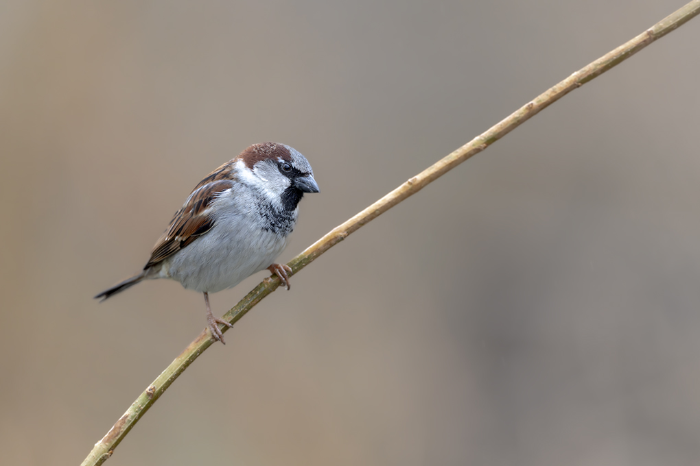 moineau domestique 2024 10.jpg