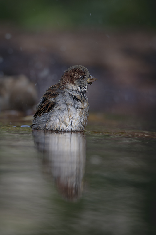 Moineau domestique oct 2023 3.jpg