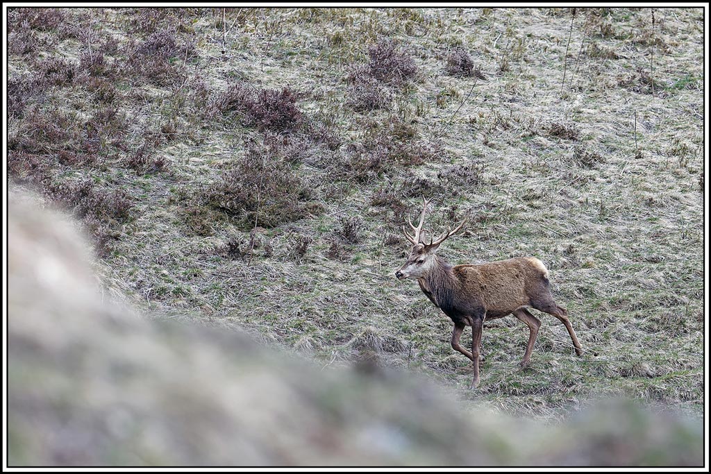 cerf(7351).jpg