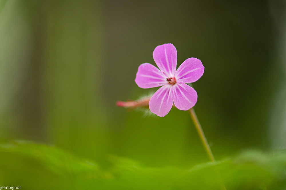 geranium sauvage (3).JPG