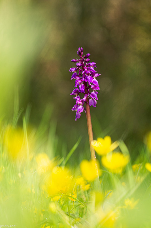 orchis male.JPG