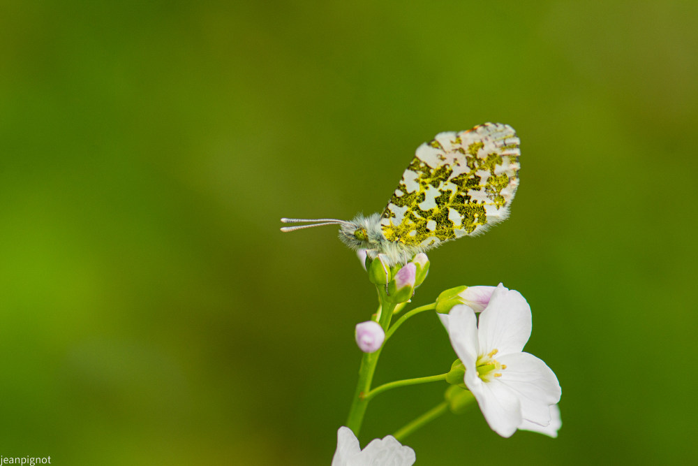 papillon aurore.JPG