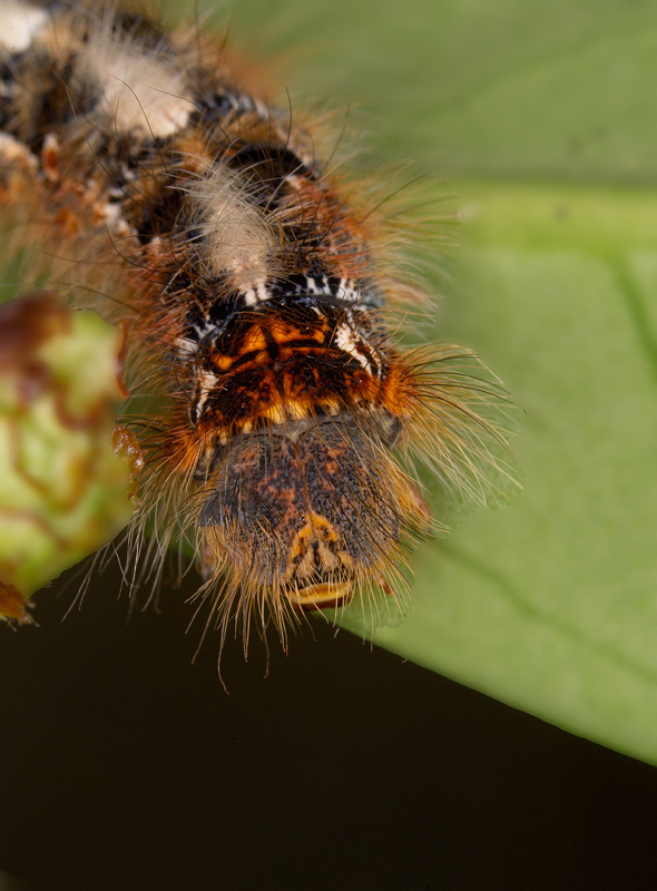 Lasiocampa quercus (bombyx de chêne) 6.jpg