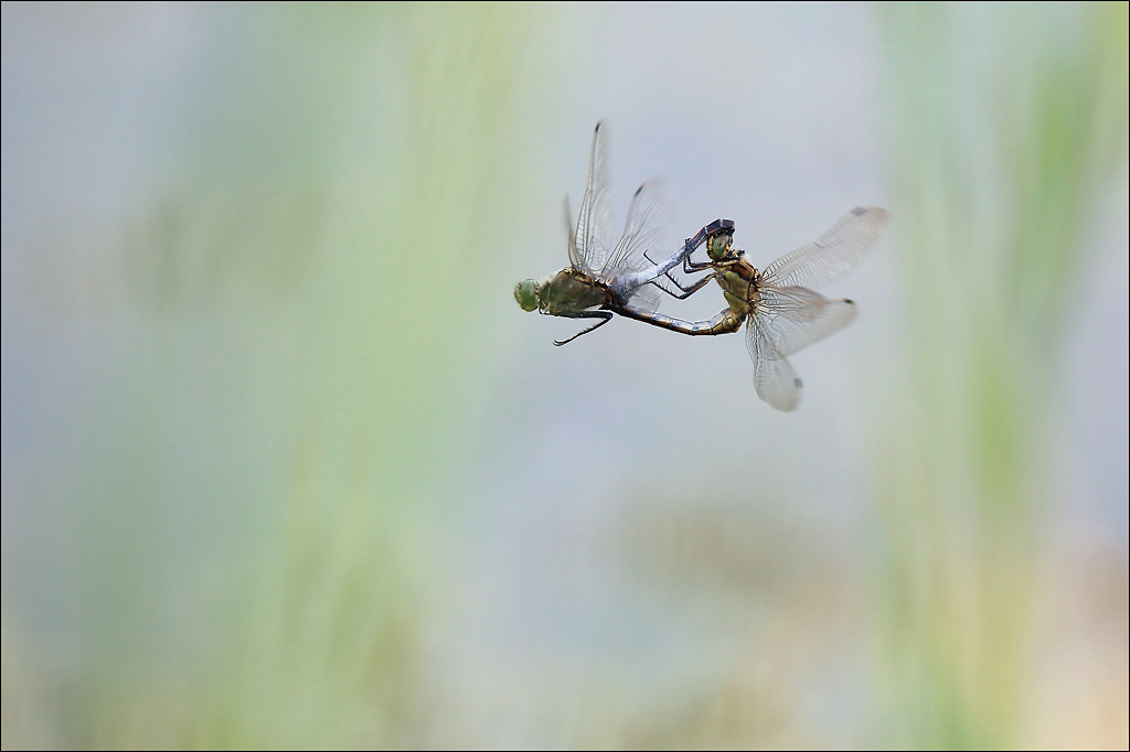 Orthetrum accouplement.jpg