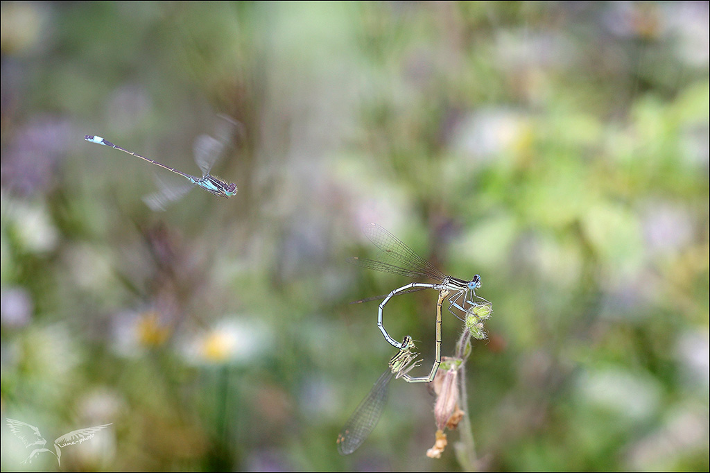 Plactynemis pennipes acc.jpg