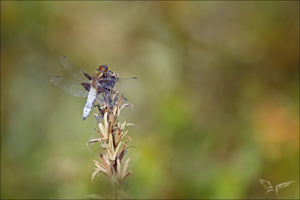 Libellula depressa_♂ mature.jpg