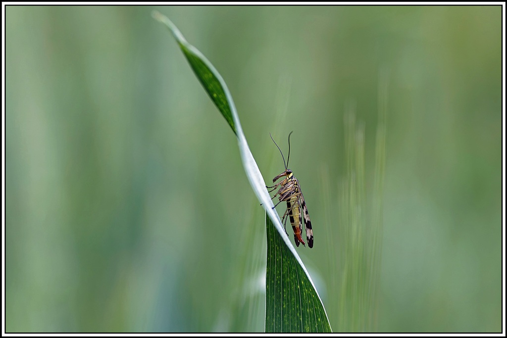 Panorpe_vulgaire(Panorpa_vulgaris)(1_5).jpg