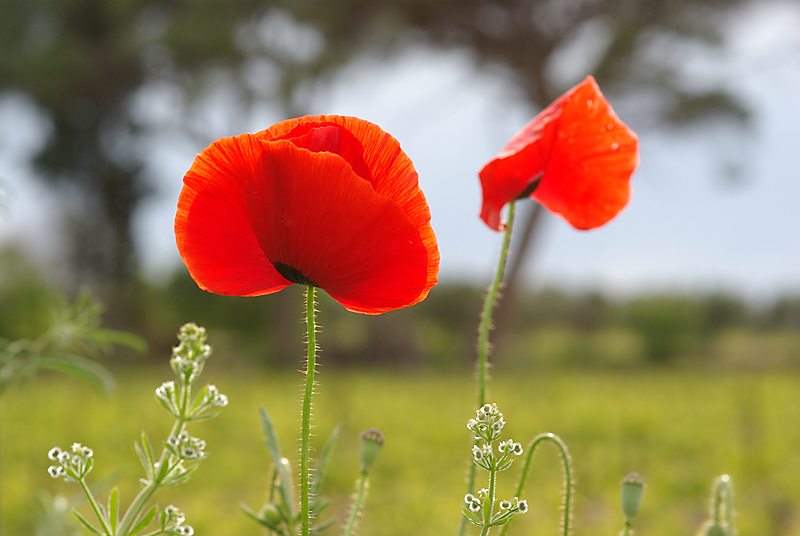 coquelicot.jpg