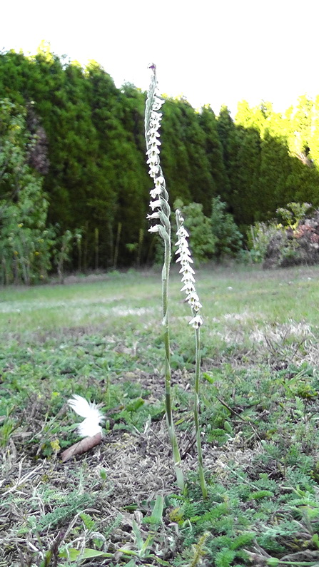 Spiranthes spiralis -Spiranthe d’automne-17.09.10 1.jpg