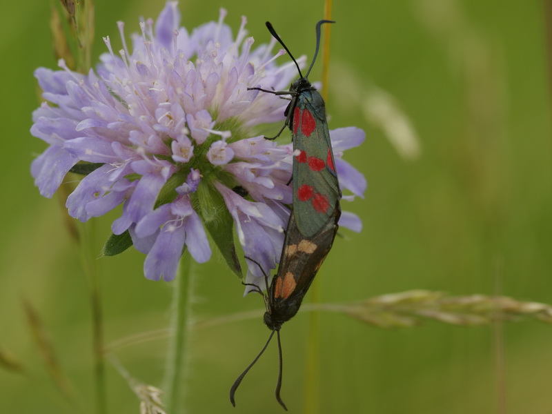 ZygÃ¨ne de la Filipendule (Zygaena filipendulae) - COLOMBEY-LA-FOSSE (10) - 01.jpg