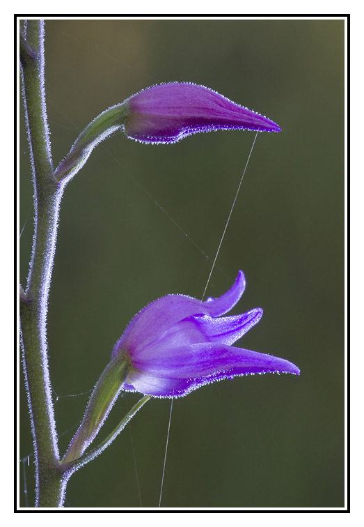 orchidee001.jpg