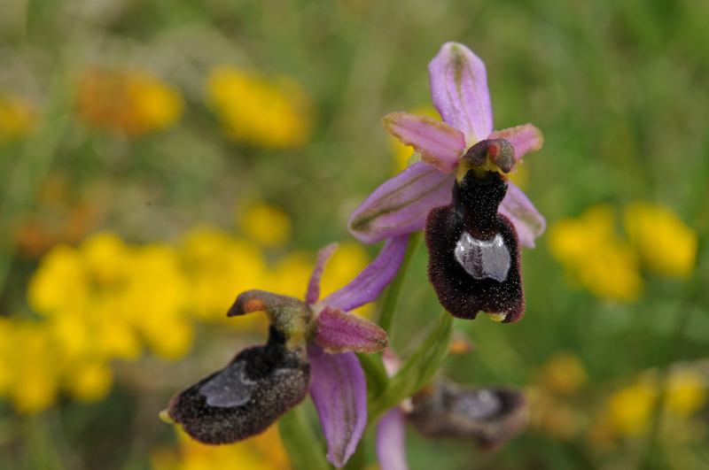 Ophrys aurelia (R).jpg