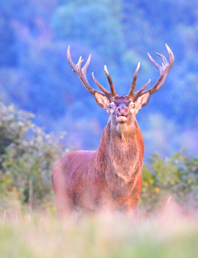 Cerf - le regard I&N 1.JPG