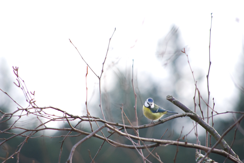 Mésange bleue.jpg