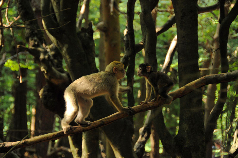 Macaque de Barbarie l 2010.08.20.jpg