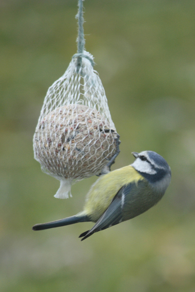 Mésange_bleue_C1.jpg