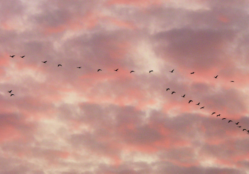 Grues sur ciel rose.jpg