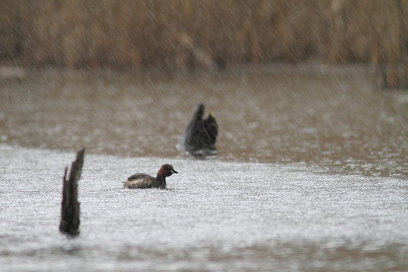 grebe castagneux.JPG