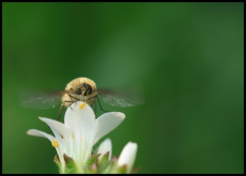 Bombyles.jpg