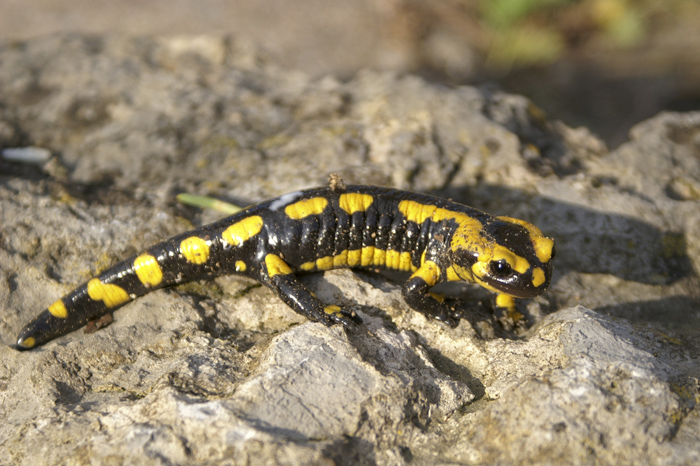 salamandre tachetée - 700 px.jpg
