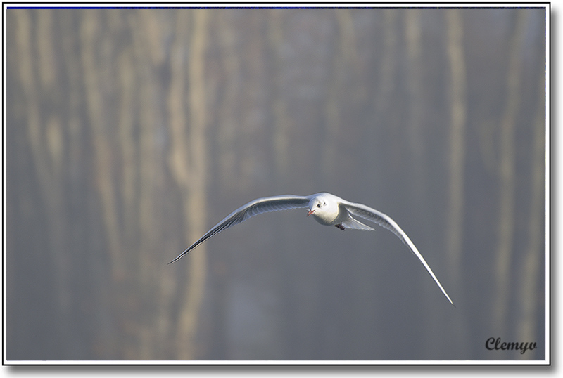 mouette rieuse.jpg