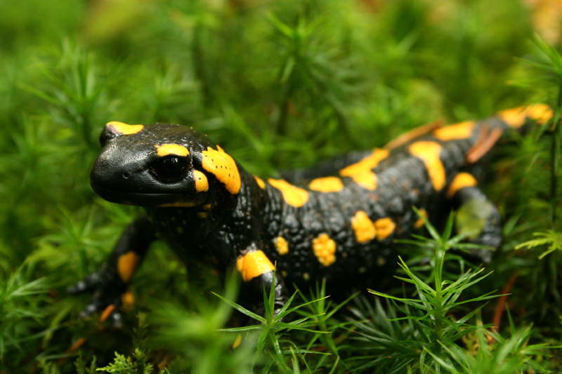 salamander-photo1-copy.jpg