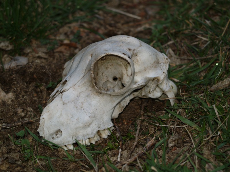 crâne (Copier).jpg